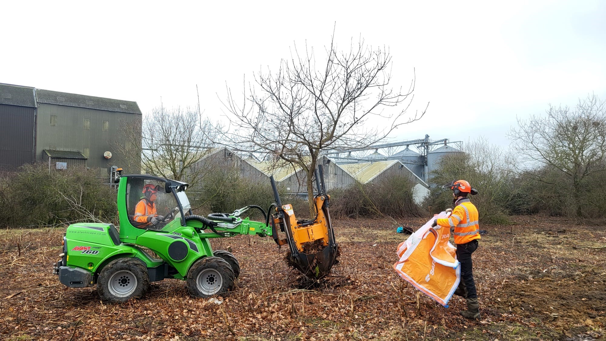 The Flagship Services team lifting an English oak out of the ground at Vinces Road, Diss