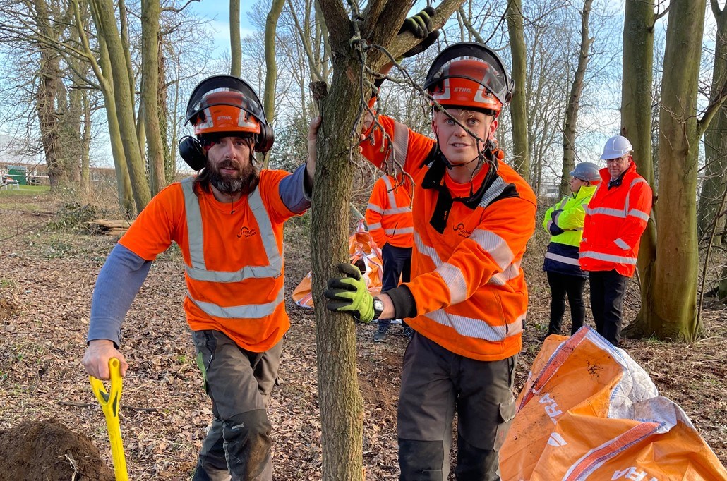 Flagship Services arborists Peter Goulding and Fin Heywood planting one of the English oaks