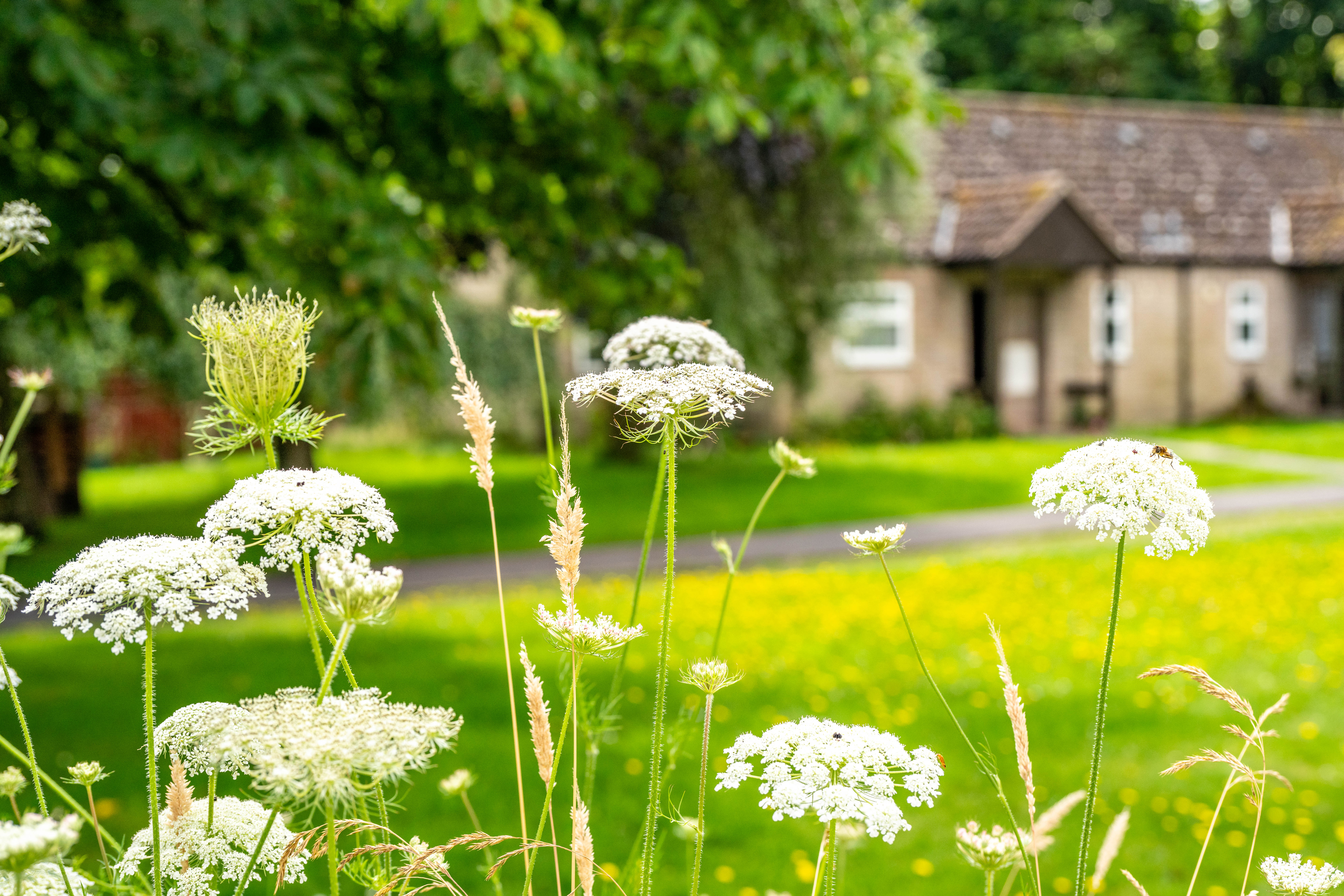Samphire communal garden