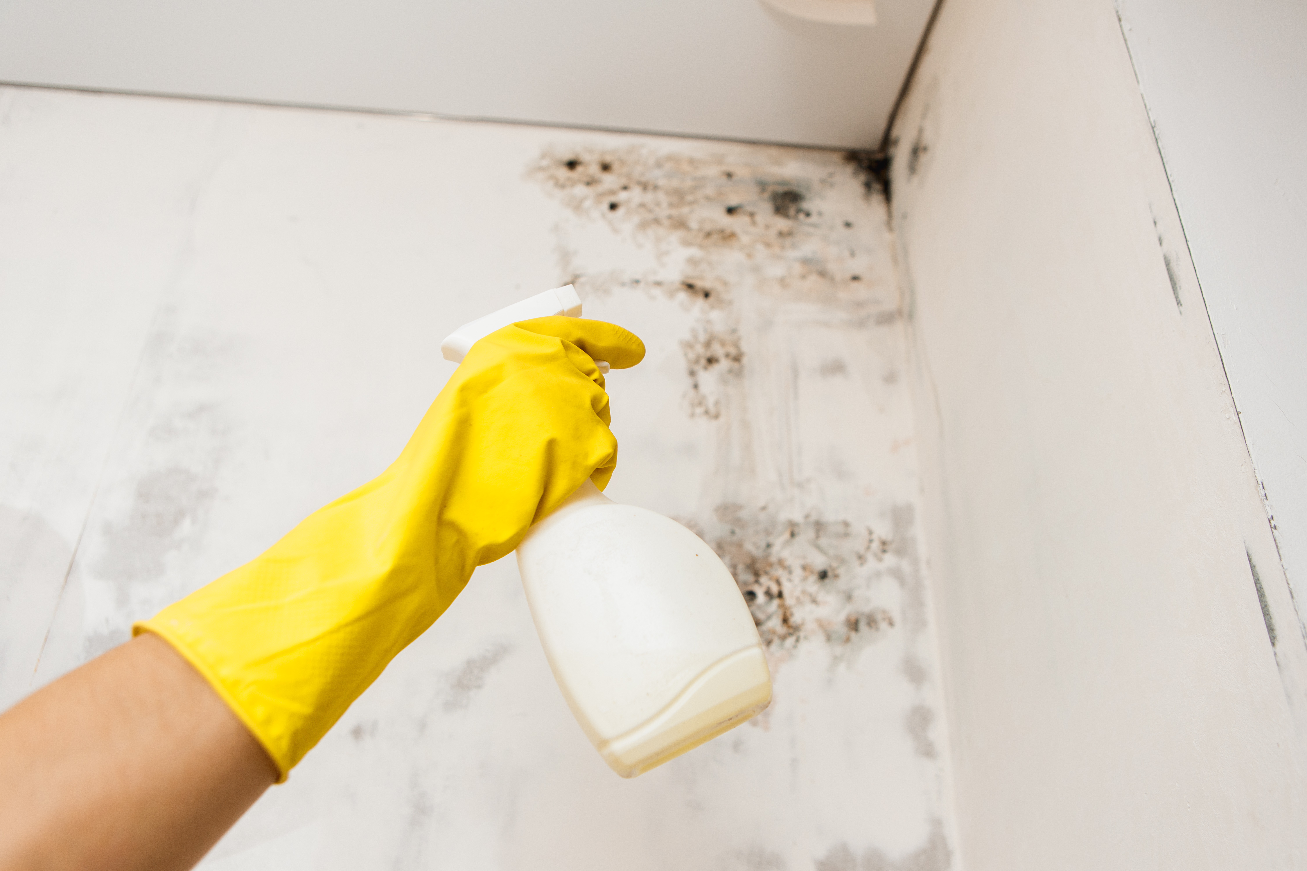 Person cleaning damp and mould