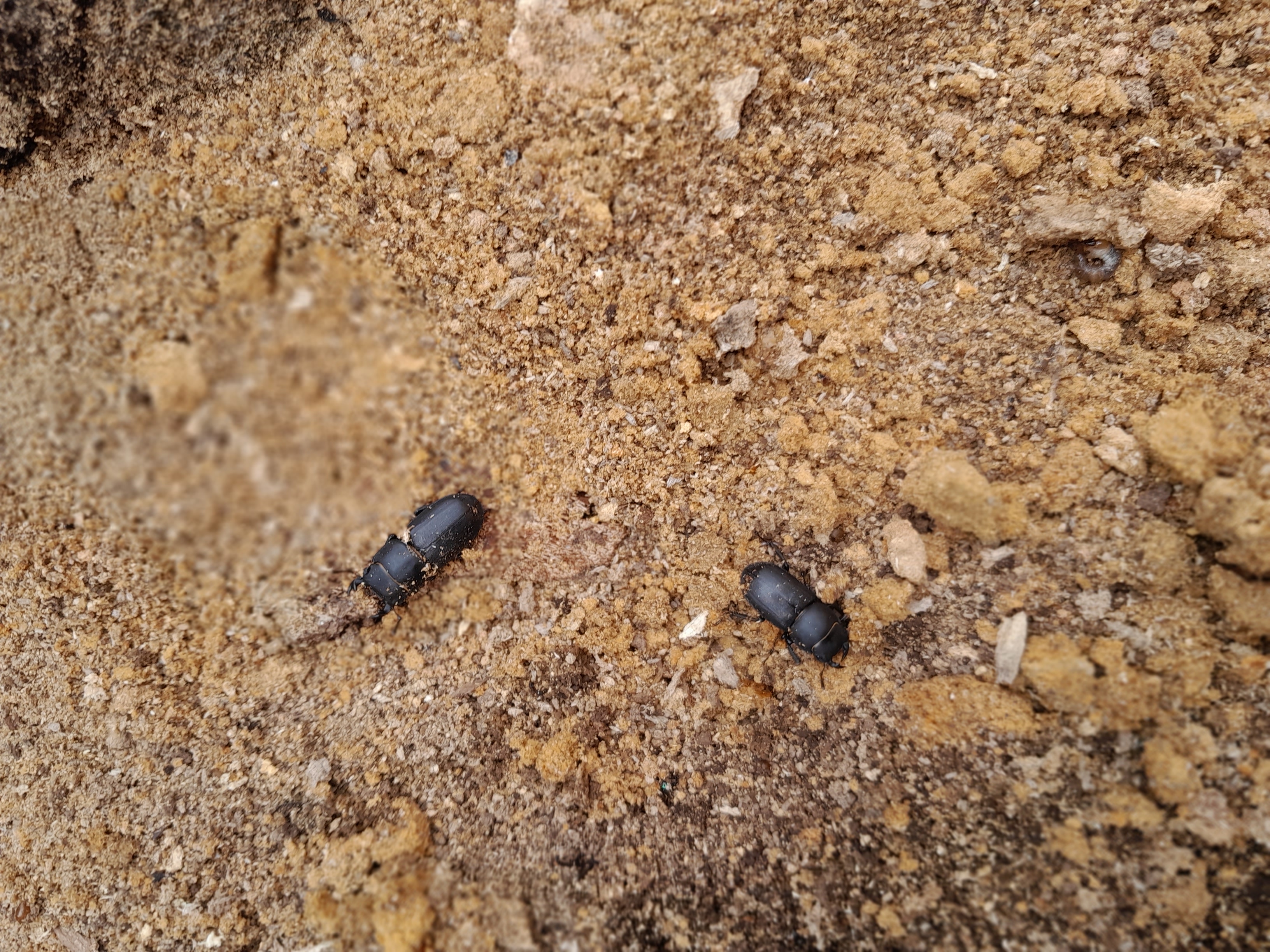 beetles