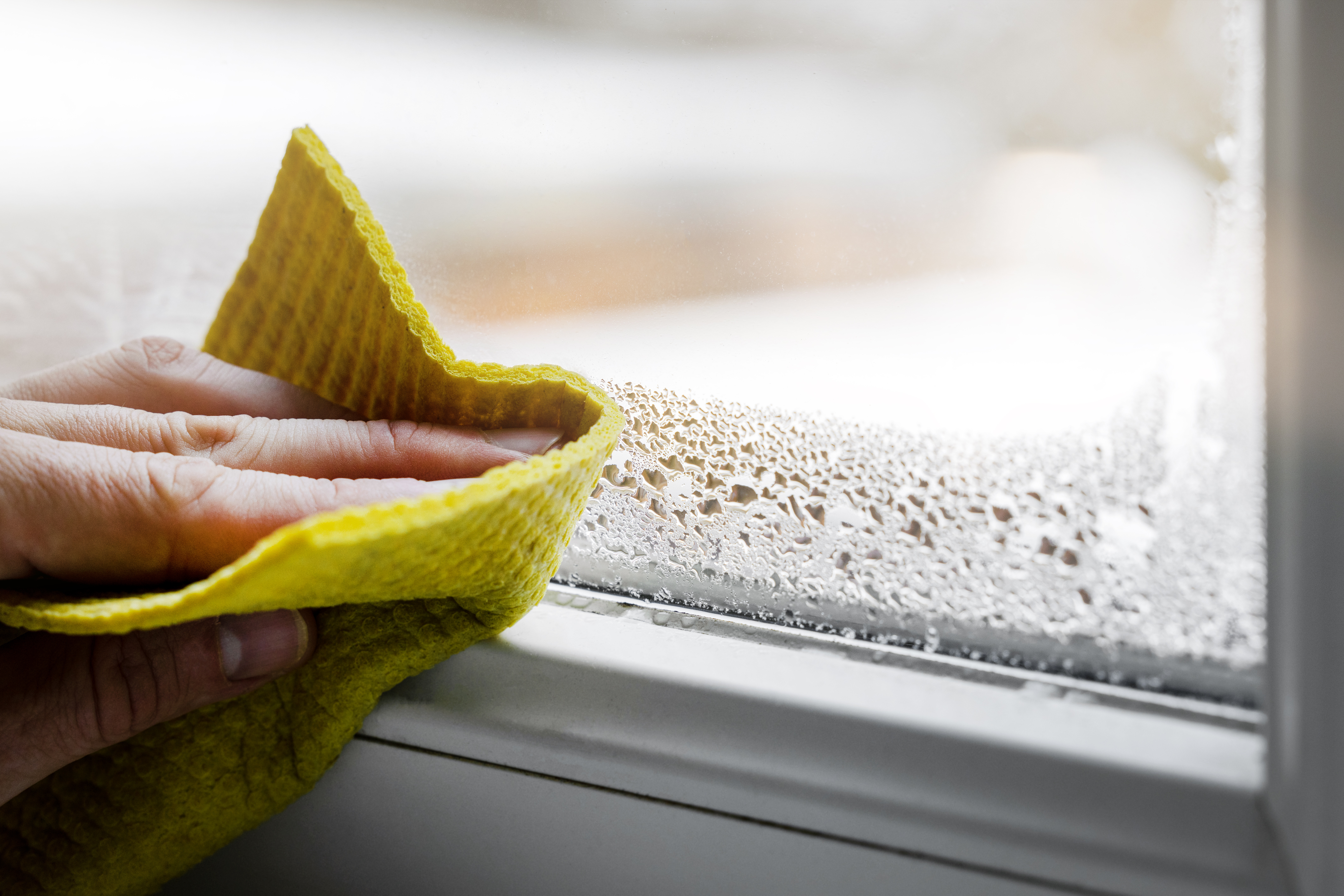 Damp and mould